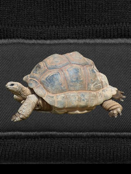 turtle schilkroete