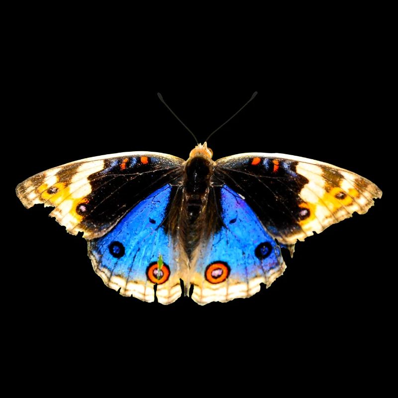 fleurs papillon papillon fleurs