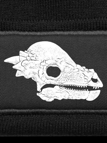 Pachycephalosaurus Fossil Skull