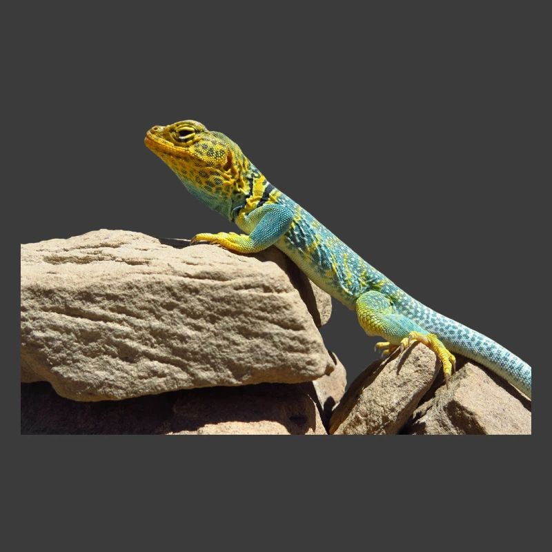 gecko lizard echse eidechse