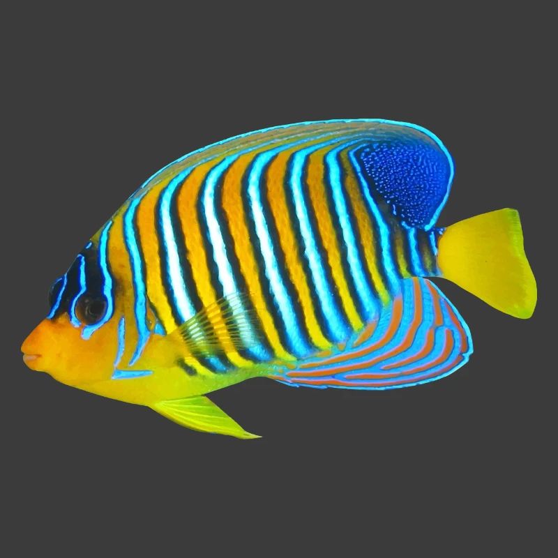 Fisch