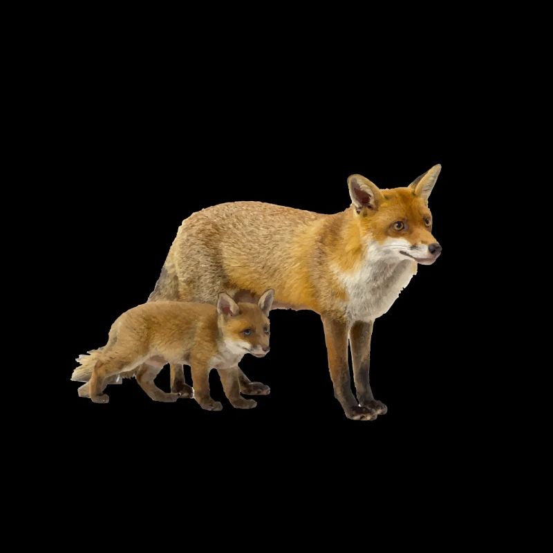 Fox