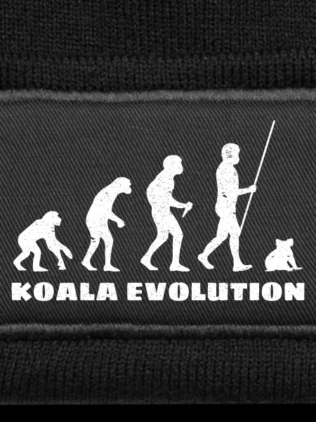 Évolution du koala