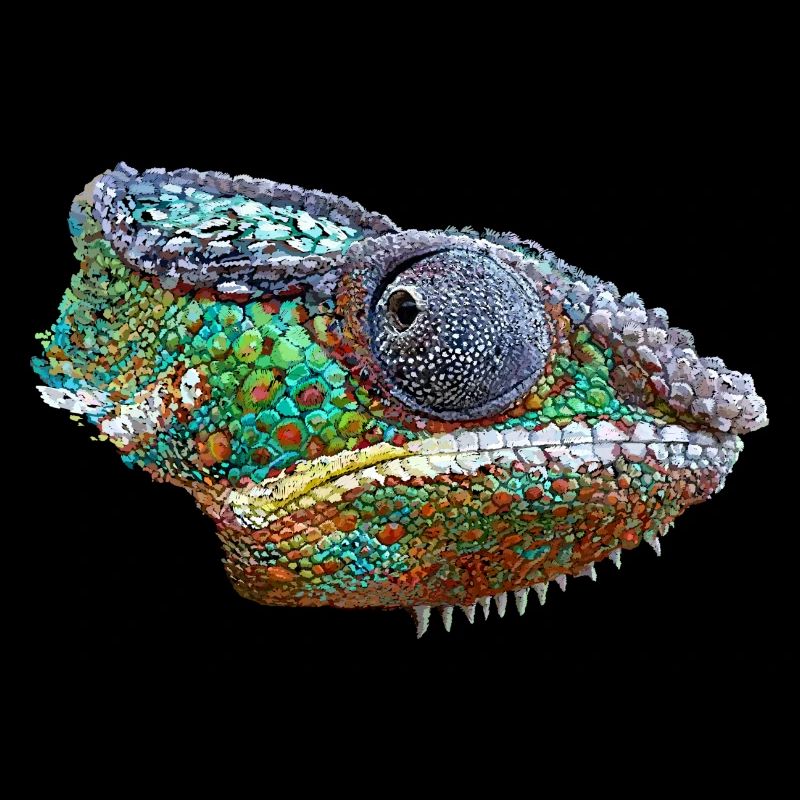 Colorful Chameleon Illustration