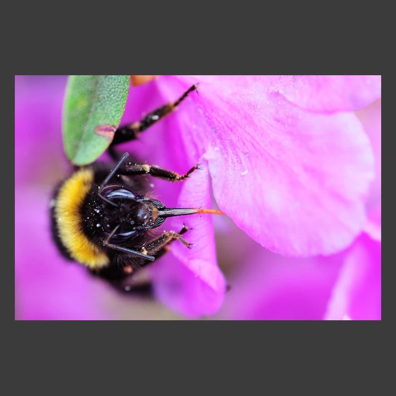 Bee on the violet