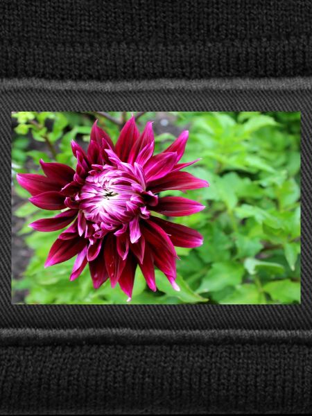 Dahlia, Flower, Blossom Red