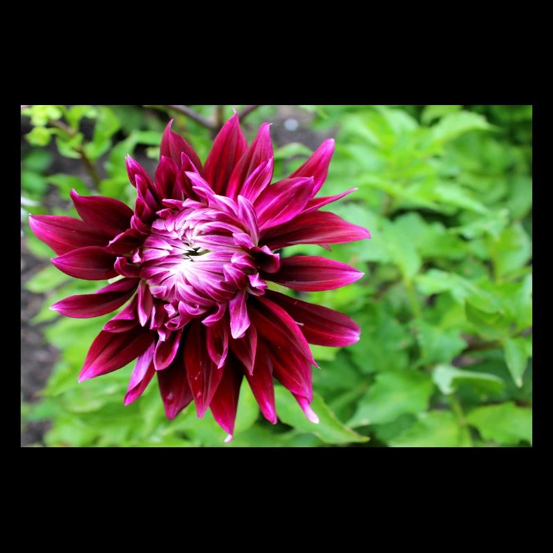 Dahlie, Blume, Blüte rot