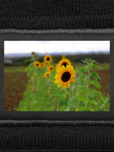 Sonnenblume