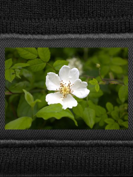 Feld-Rose