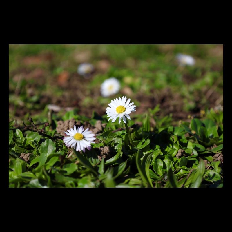 Gänseblümchen