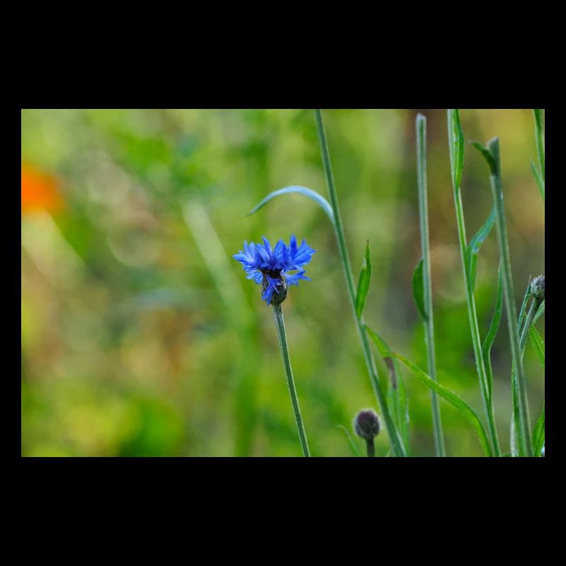 Cornflower