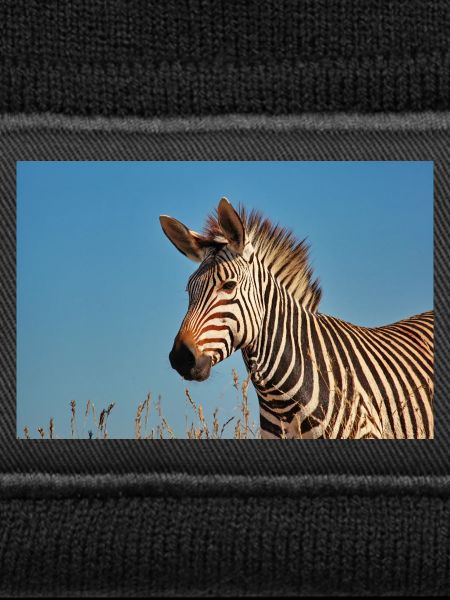 Bergzebra 