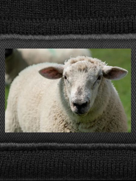 Close-up of a sheep