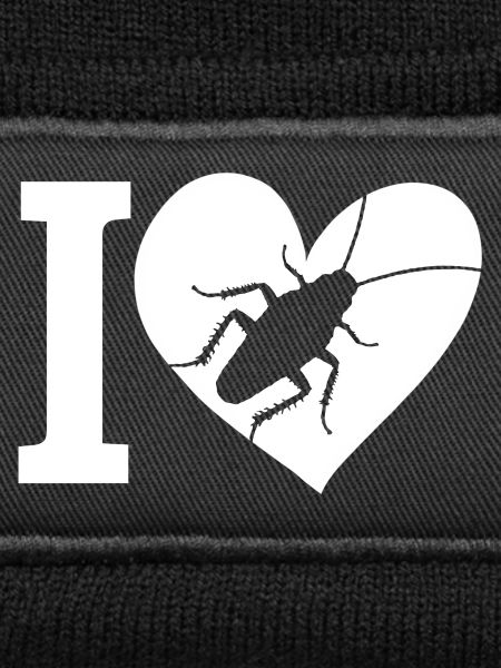 cockroach insect