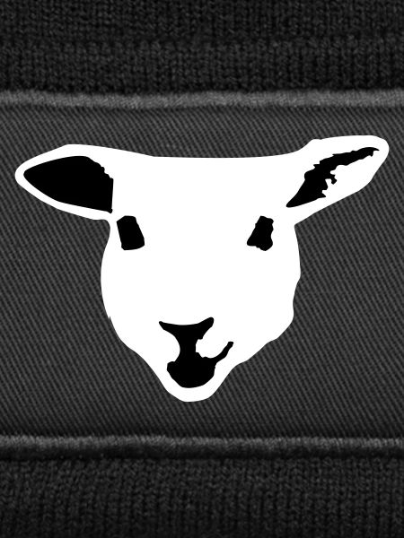sheep, lamb