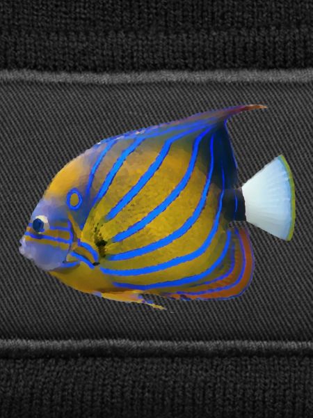 fish tropical