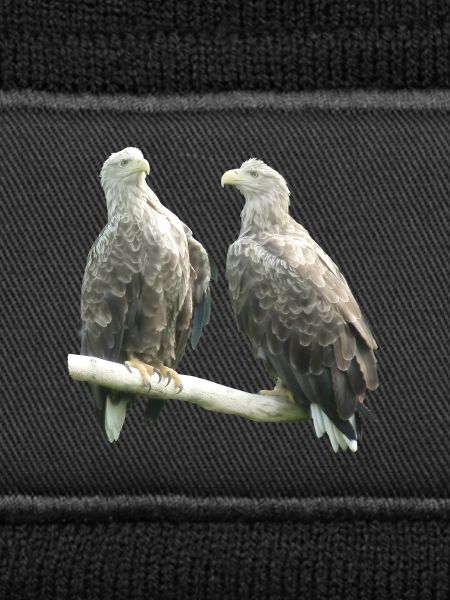 White-tailed eagle