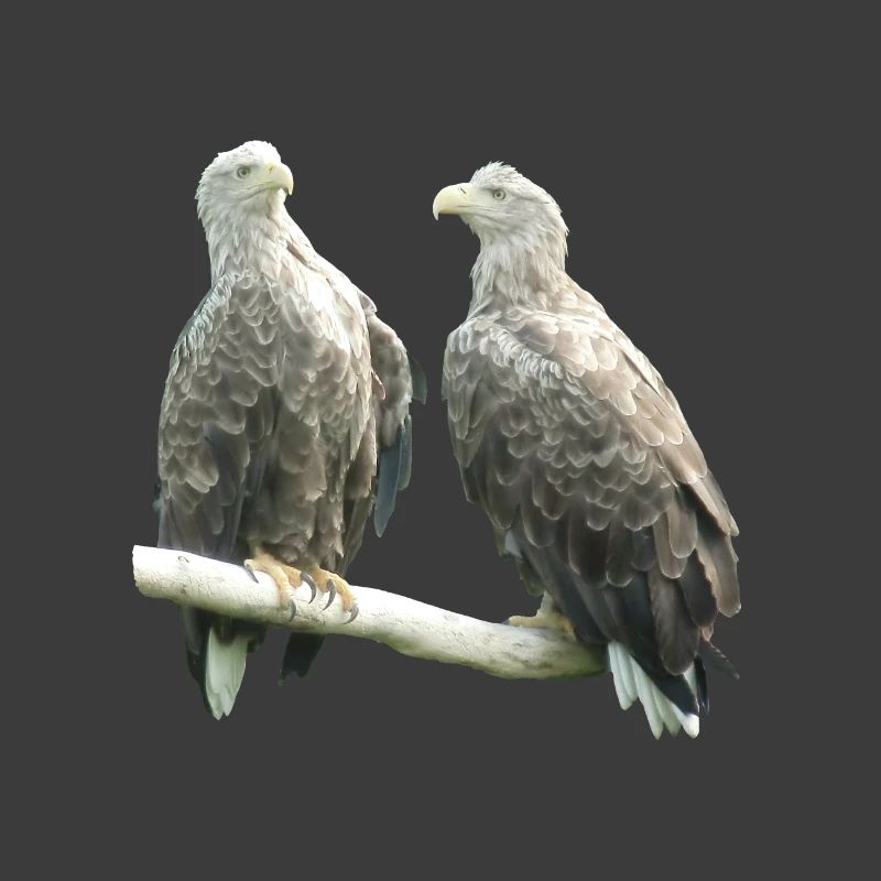 Seeadler