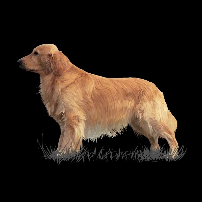 Golden retriever