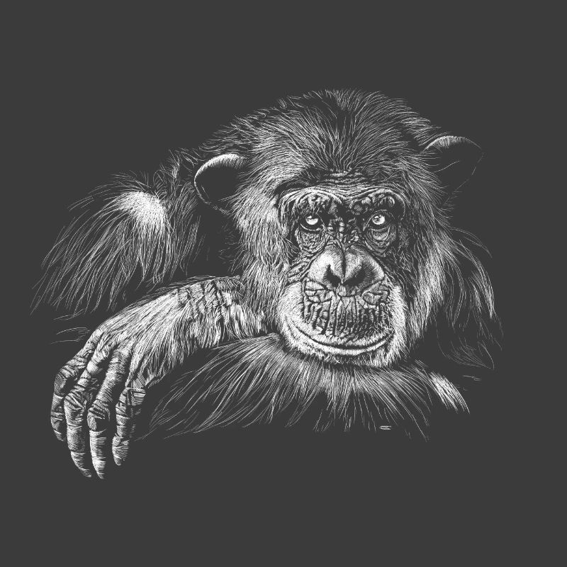 monkey