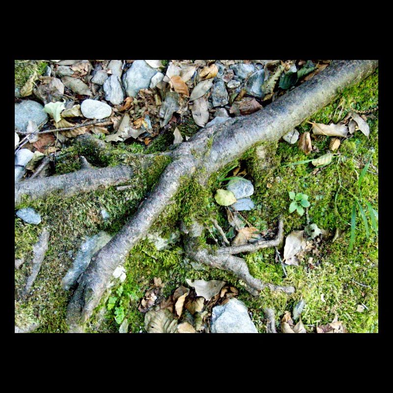 Roots and forest moss