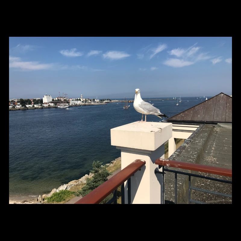 Möwe über Küstenbalkon