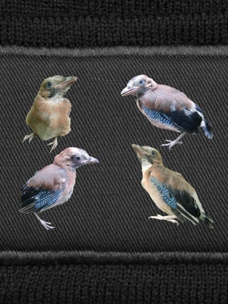 Jay Young Birds