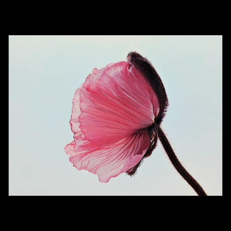 Pink Poppy