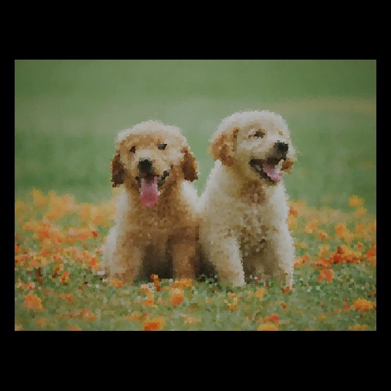 2 chiots Labrador Retriever dans le champ de fleurs