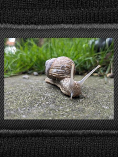 Snails Macro Natural Design