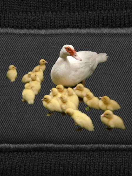 Flying duck with chicks