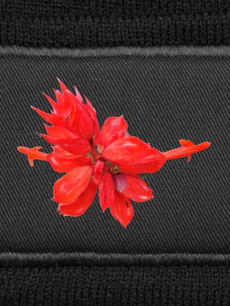 Vibrant_Scarlet_Sage_Red_Salvia_Flower_Art