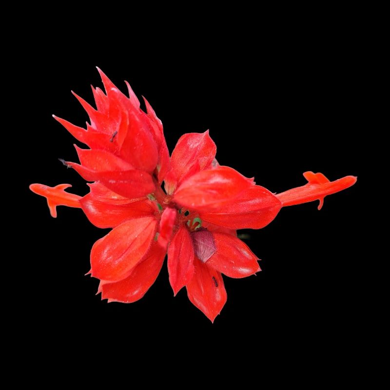 Vibrant_Scarlet_Sage_Red_Salvia_Flower_Art