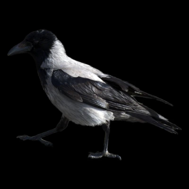 A small step by a crow