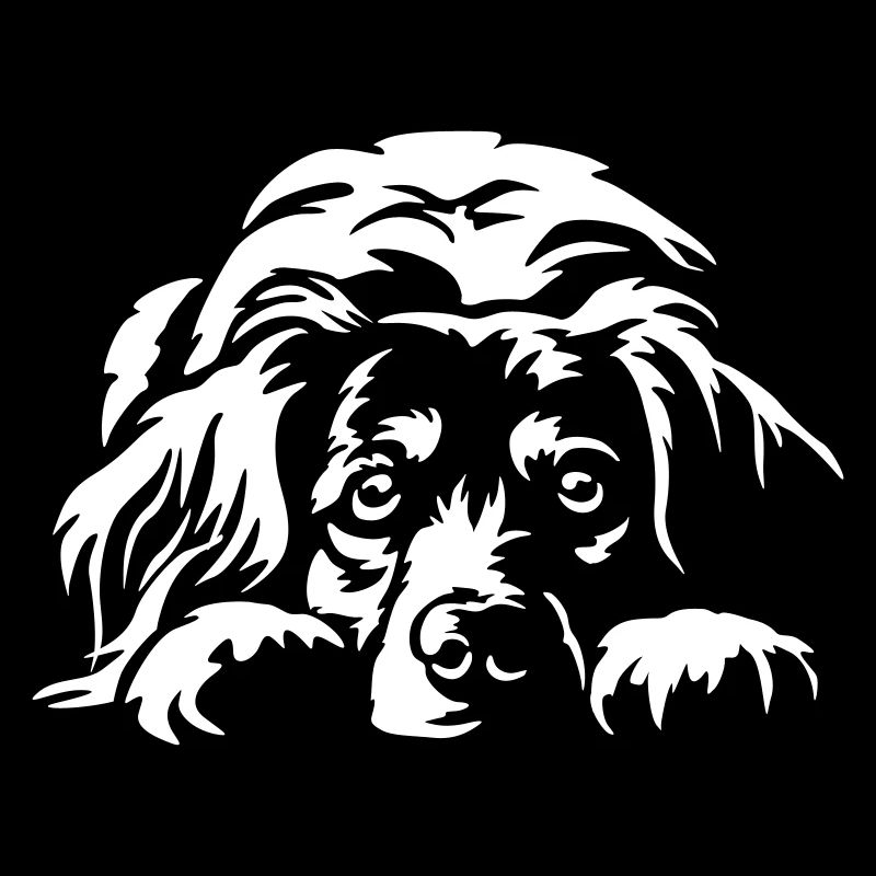Kooikerhondje "Black Edition"
