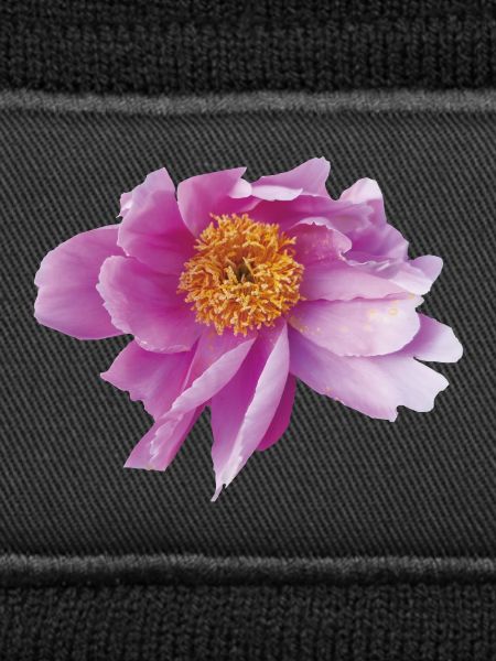 Peony_Dancing_in_Wind