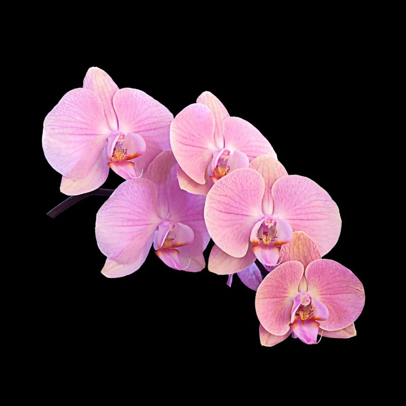 Rosa Orchidee Isolierte Clipart