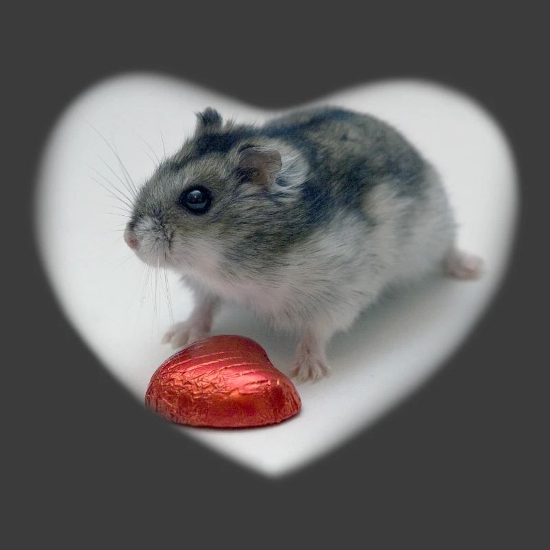 Hearted Hamster