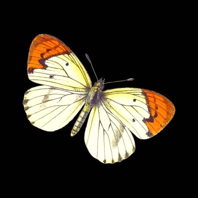 papillon