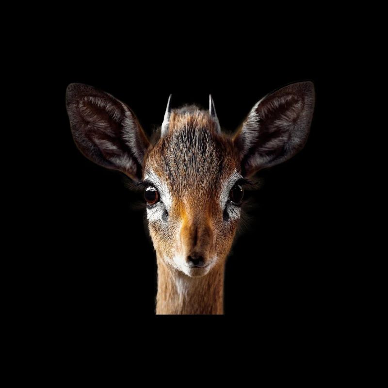 Antelope, Dik