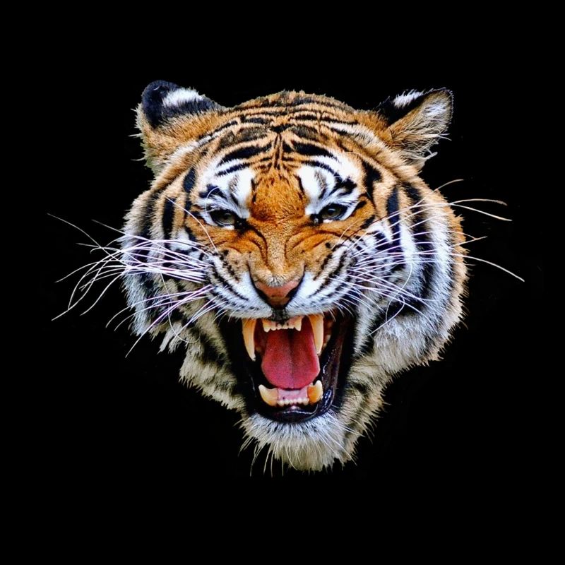 tigre tg835