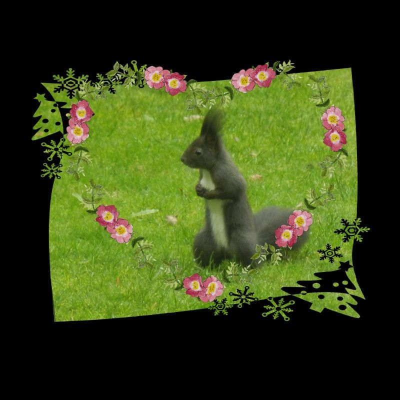 Eichhörnchen Liebe Tiere Tierfreund
