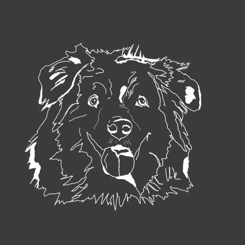 Australian Shepherd
