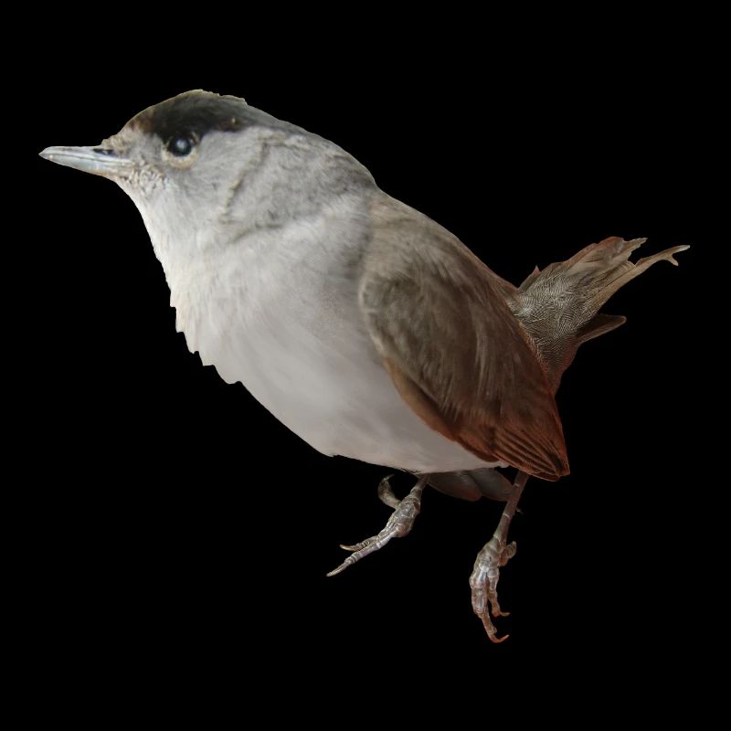 Blackcap male