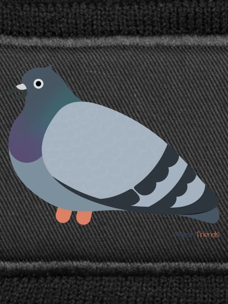 Pigeon Bird