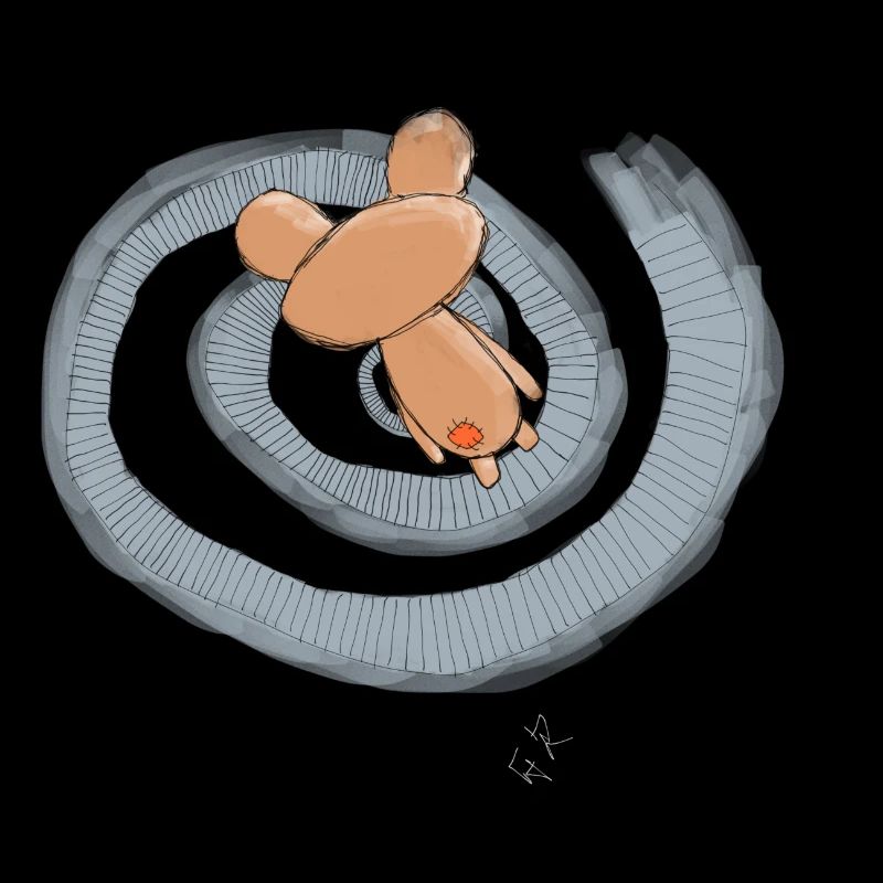 Ours perdu - Spirale