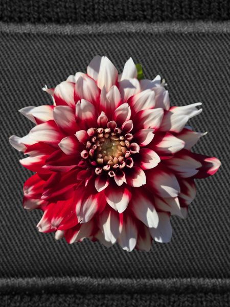Red White Dahlia