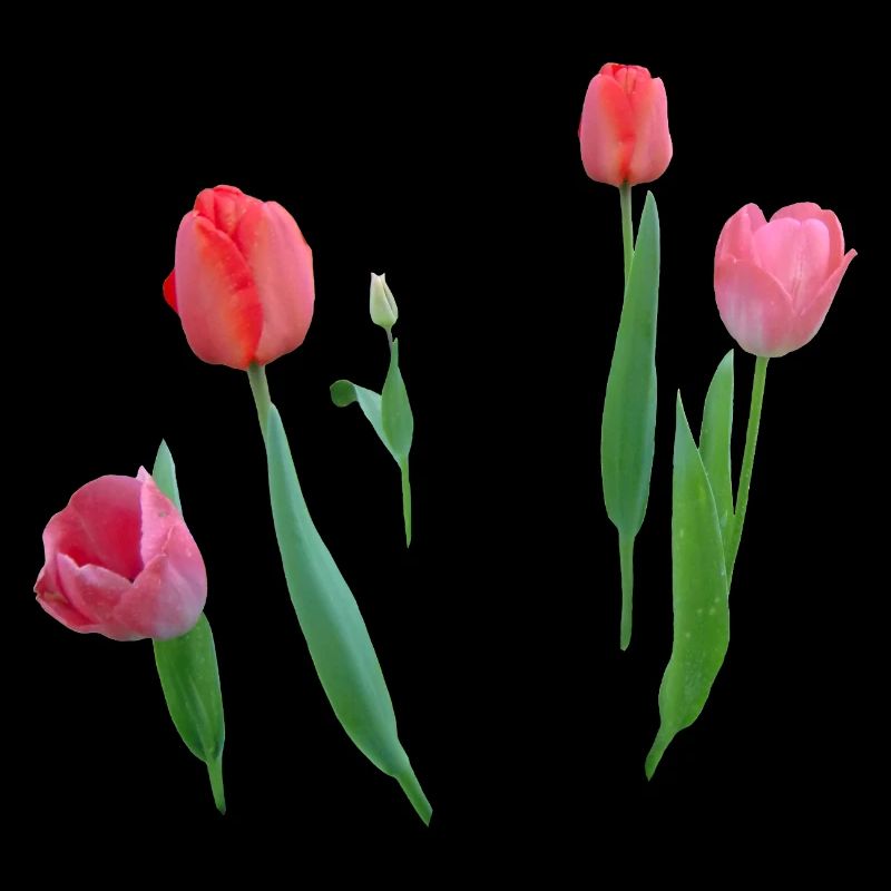 Tulips