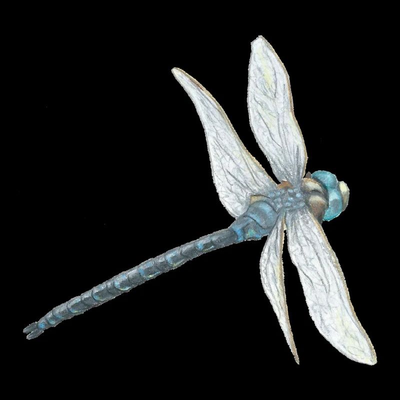 Illustration de libellule sarcelle
