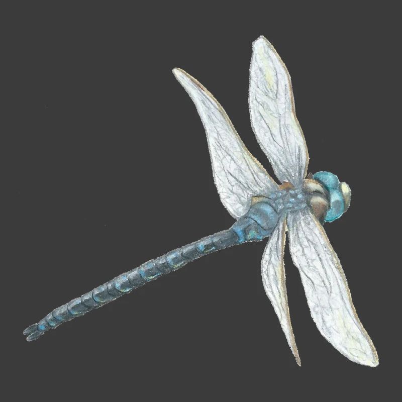 Blaugrüne Libelle Illustration